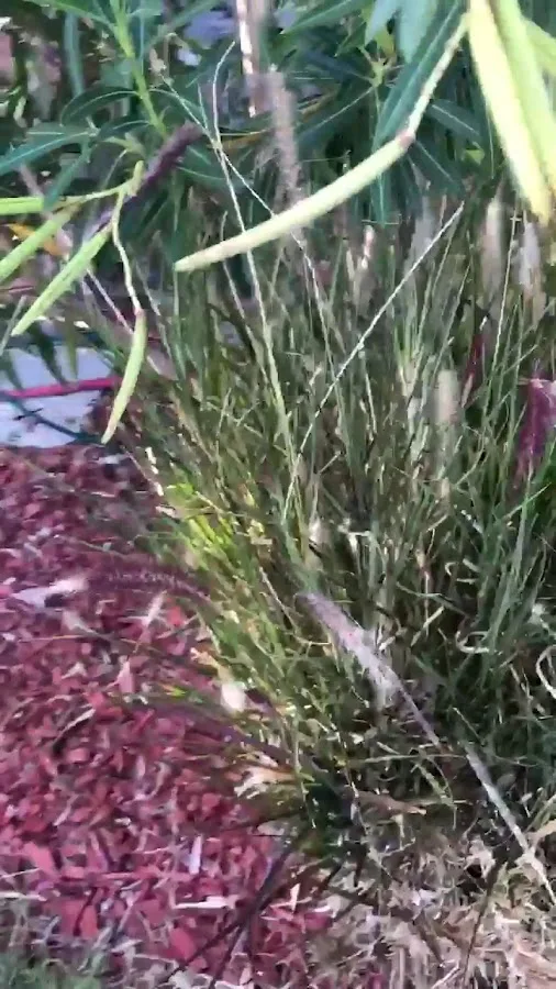 Plumbing Solutions of Nevada